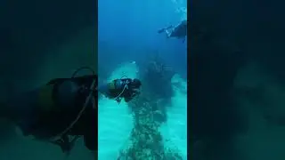 Exploring Coral Reefs of Grand Cayman