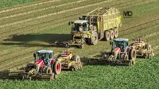 Betteraves 2022 chez JPS Soyez