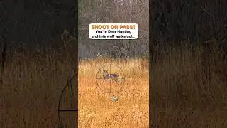 Tell us your reasons for why or why not. #wolf #animals #question #deerhunting #hunting