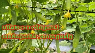 ពូជត្រសក់ត្រាត្បូងក្រហម លេខកូដ2405