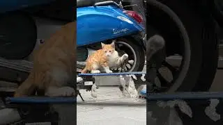 Стамбульский кот 🇹🇷