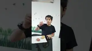 Life cycle of potato