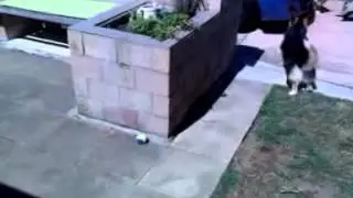 2012 1015 094537 HamishAndRusty