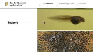Life Cycles: Amphibians and Metamorphosis