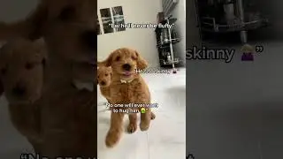 How my dog came to be the fluffiest in the world! 