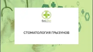 Стоматология Грызунов