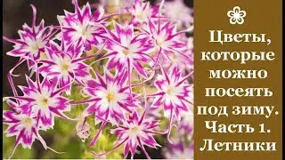 ❀ Цветы, которые можно посеять под зиму. Часть 1. Однолетники