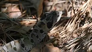 Juvenile Hognose Snake