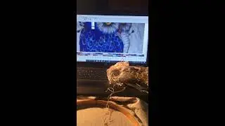 Половодье на нерли. Вышивка крестом