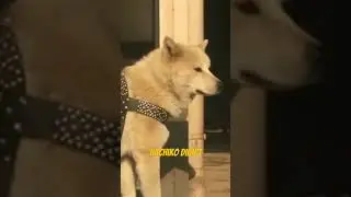 This story makes everyone cry!  Hachiko the loyal dog! #touching #animals