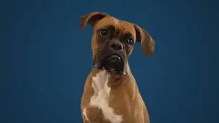 What’s the Connection Between Animals and Big Bolts? (How To Work Smarter Using Tension)