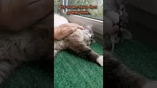 Это НЕВСКИЙ МАСКАРАДНЫЙ кот❓️❓️❓️