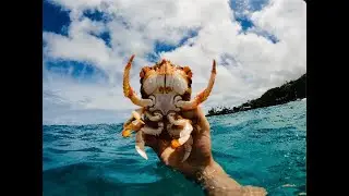 How to Catch KONA Crabs by Hand - Freediving Hawaii