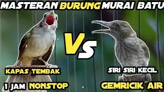 Masteran Kapas Tembak Vs Siri Siri Kecil || Masteran Murai Batu Audio Jernih Dan Gemricik Air