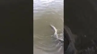 Щука 7кг на Михайлыне