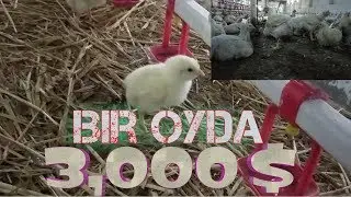 Бройлер товук бок,иш бизнеси 2018 | Broyler tovuq boqosh biznesi 2018