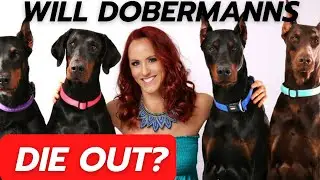 Will Dobermanns die out?