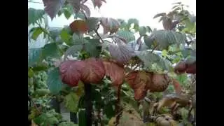 Двойная обрезка малины.  Часть II.
