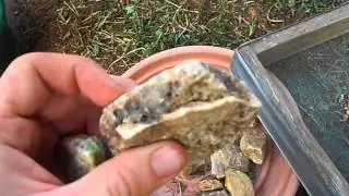 Crushing Quartz to Check for Gold part 6