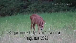 Reegeit met 2 kalfjes van 1 maand  oud