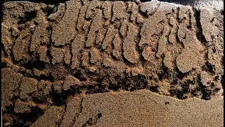Sand ant farm - ants digging tunnels time lapse 4k 