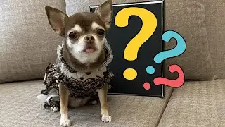Крутой подарок из Америки! Специально для чихуахуа Фондю!