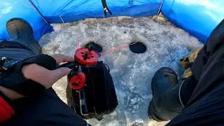 Окунь на ведьму