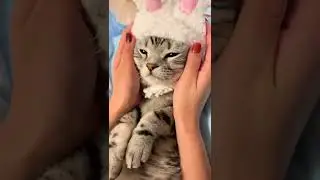 CAT TRAINING | HOW TO TRAIN YOUR CAT | CAT VIDEOS | HONEST CAT | MEOWMEOW | #shorts