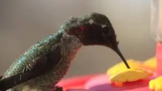 I Filmed a Video of a Hummingbird Farting.....Watch...!