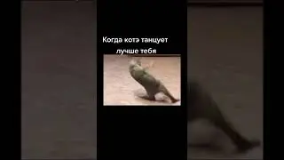 Когда котэ танцует лучше тебя #funny #cat #shorts