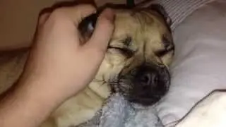 The cutest Jug Dog Puppy ever