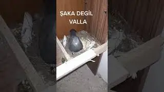 Böyle birşey mümkünmü acaba