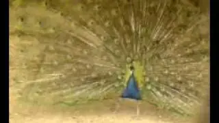 Дет.железная дорога в Запорожье.