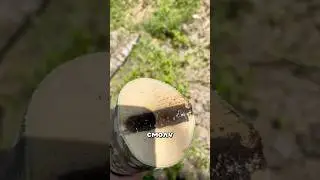 The most expensive tree 