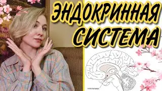 ЭНДОКРИННАЯ СИСТЕМА: ГИПОФИЗ,ЭПИФИЗ, ГИПОТАЛАМУС, ЩИТОВИДНАЯ ЖЕЛЕЗА,ПОДЖЕЛУДОЧНАЯ, НАДПОЧЕЧНИКИ