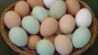 6 little eggs REMIX [ lyrics ]