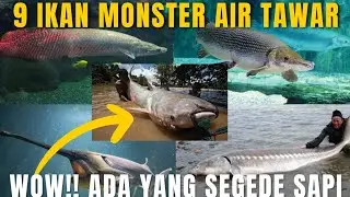 9 IKAN RAKSASA PENGHUNI AIR TAWAR DI DUNIA...