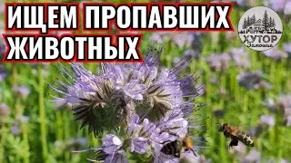 СВИНОМАТКИ ГОТОВЯТСЯ К РОДАМ. ИЩЕМ ПРОПАВШИХ ЖИВОТНЫХ, МИНУС ДВА.