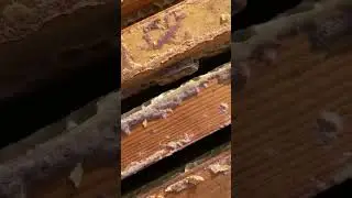 Обнаружил восковую моль в улье 