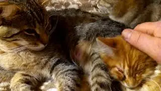Котёнка взяли а потом вернули.😾🐅🐈