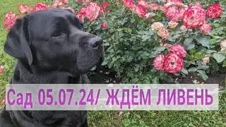 Обзор сада/Гортензии/Слизни