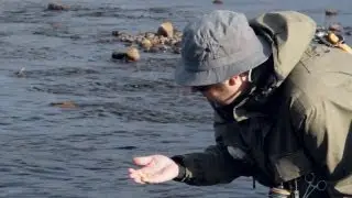 Mystisk kläckning i Lapplandsfjällen
