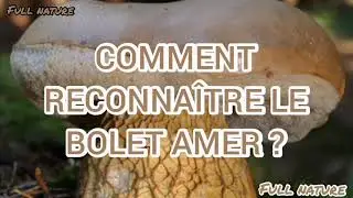 BOLET AMER un seul champignon peut gâcher tout un plat de cèpes !