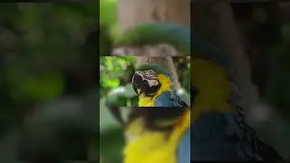 Цікавий факт про папуг 😱😨 