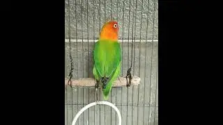 Lovebird | This bird Chirping Sounds #birds #africanlovebird #pets #youtubeshorts #ytshorts #shorts