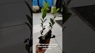 unboxing tanaman juwet/Jamblang hitam#shorts #jamblanghitam#juwet