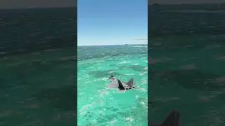 F22A Raptor Over Beautiful Waters MSFS2020