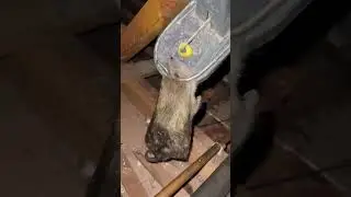 MONSTER RAT caught in a Black cat rat trap. 