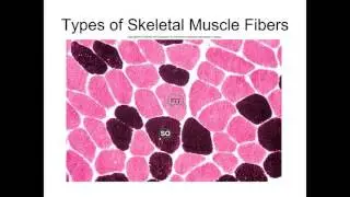 Muscle Metabolism