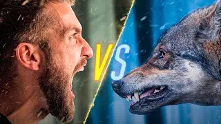 Man VS Wolf